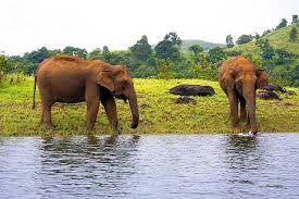 Thekkady -wildlife